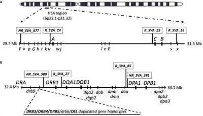 Regulatory SVA retrotransposons and classical HLA genotyped-transcripts associated with Parkinson’s disease